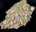 Exquisite Miniature Ammonite Fossil Cluster - France #31590-1